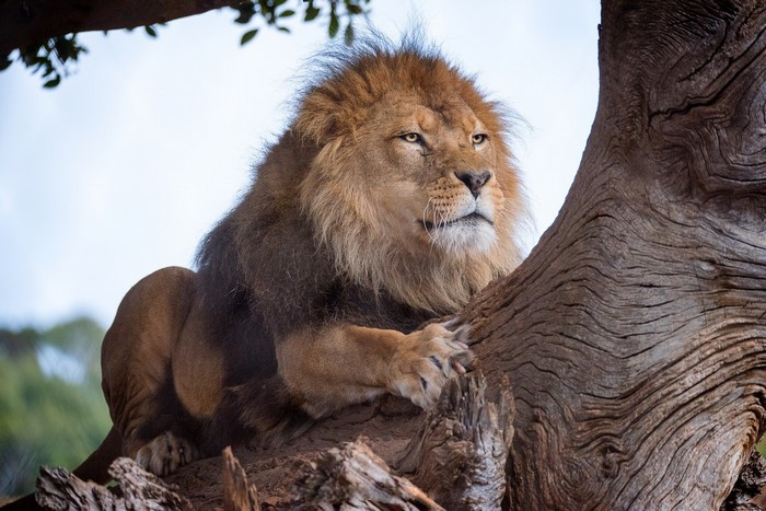 Lion resting on a tree branch