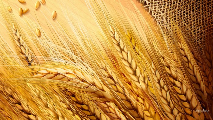 Wheat ears and grains with burlap texture