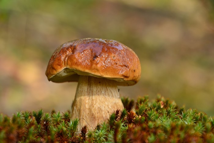 Close-up of a Penny bun mushroom on moss