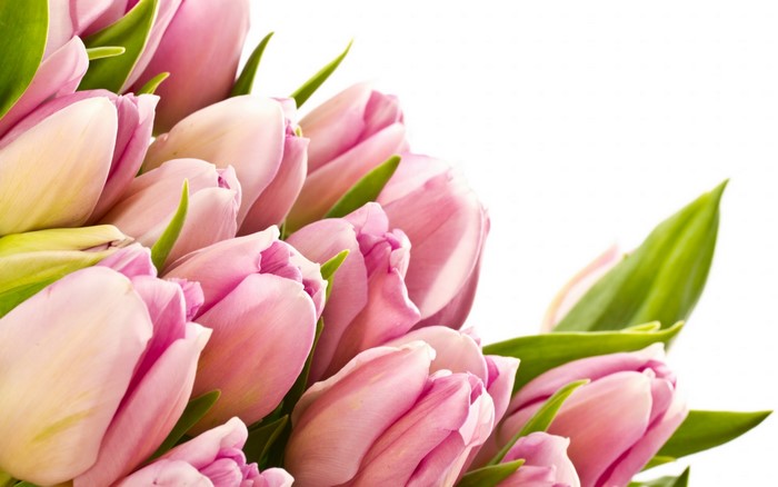 Pink Tulips with Green Leaves on White Background