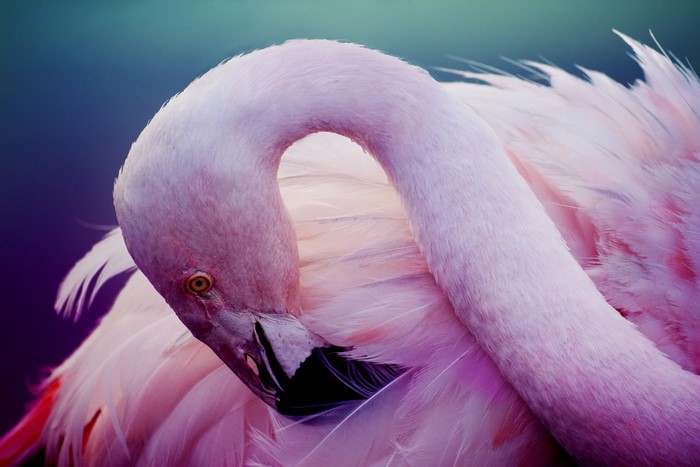 Close-up of a Pink Flamingo's Head and Neck