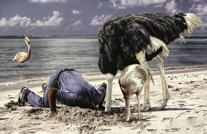 Man with head in sand near ostriches on beach