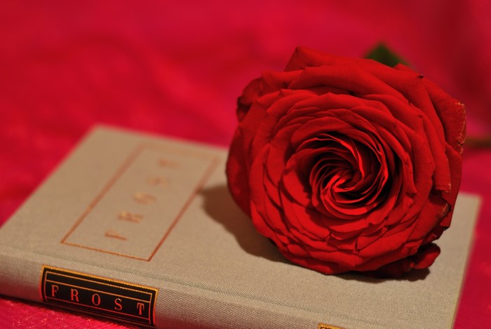 Red Rose on a Book titled Frost