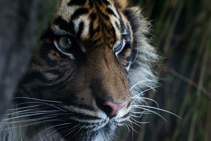 Close-up of a Sumatran tiger's face