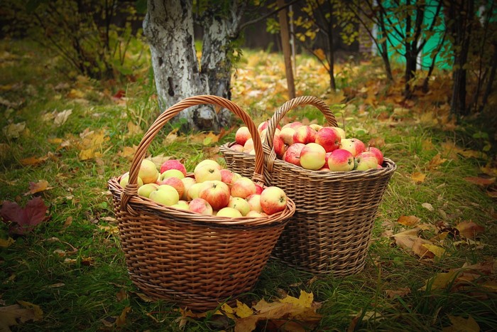 Two wicker baskets full of apples in an autumn setting