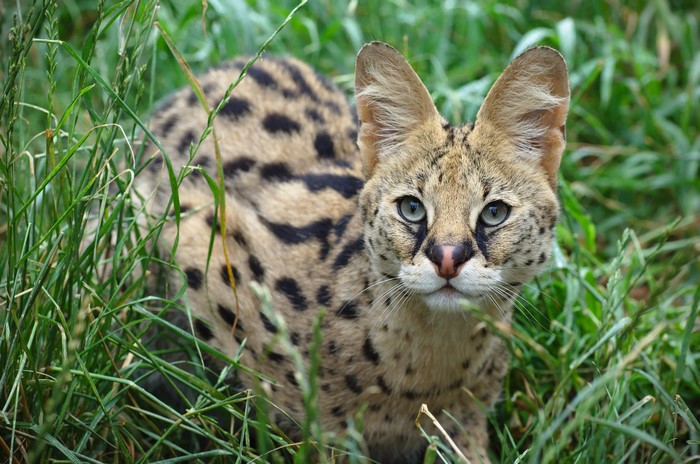 Serval in tall green grass