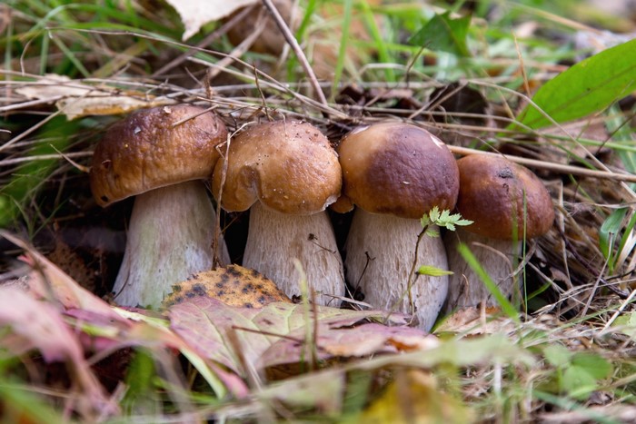 Four Penny Bun mushrooms in grass