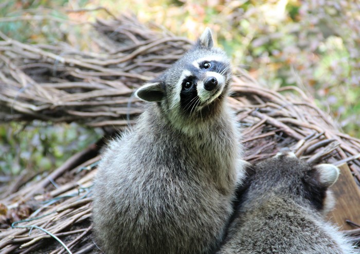 Two Raccoons Looking Upwards