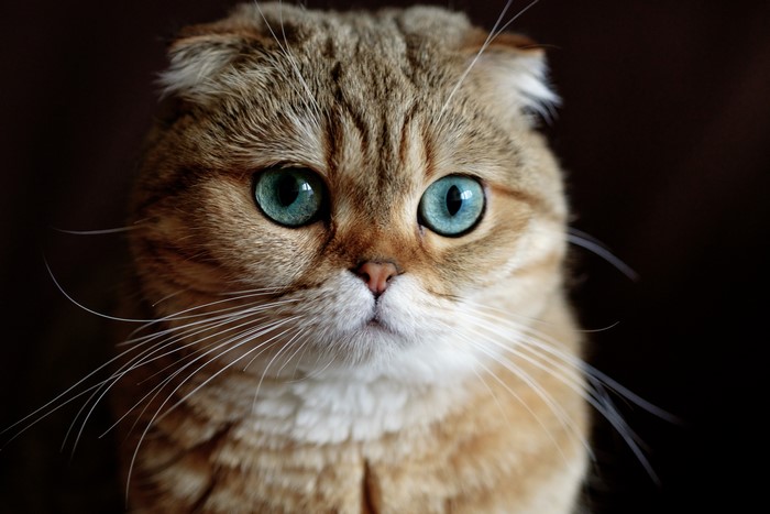 Scottish Fold Cat with Blue Eyes