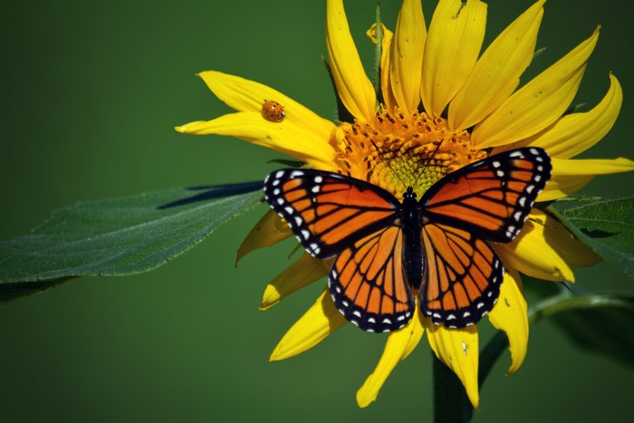 Viceroy butterfly on a sunflower with a ladybug