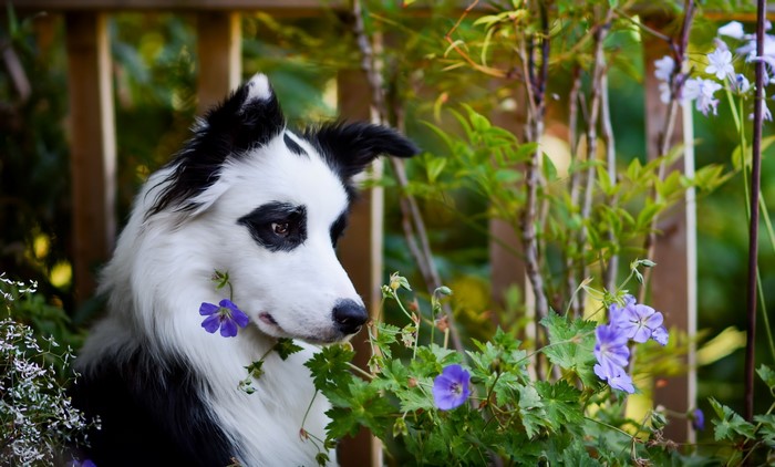 Border Collie dog smelling purple flowers