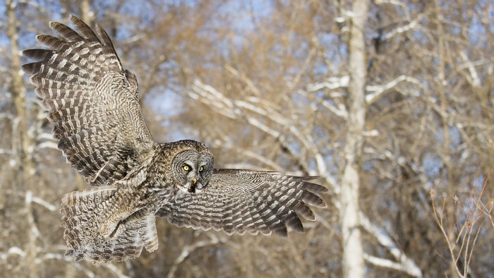 Great Gray Owl in Flight
