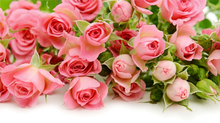 Pink Roses 4K