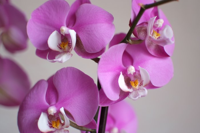 Close-up of pink orchids