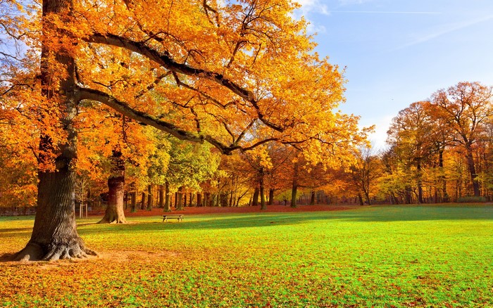 Autumn park with colorful trees and green grass