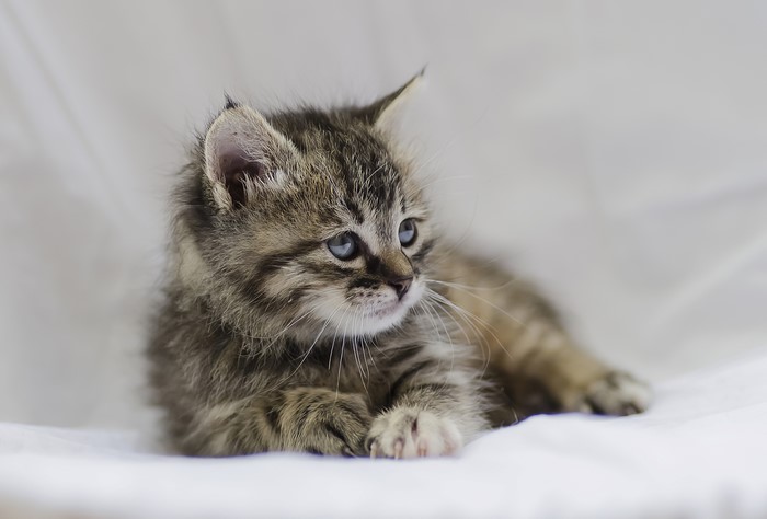 Kitten with blue eyes looking to the side