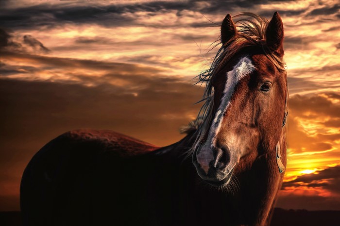 Brown horse with white blaze at sunset