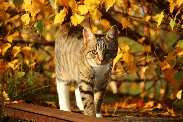Tabby cat in autumn leaves