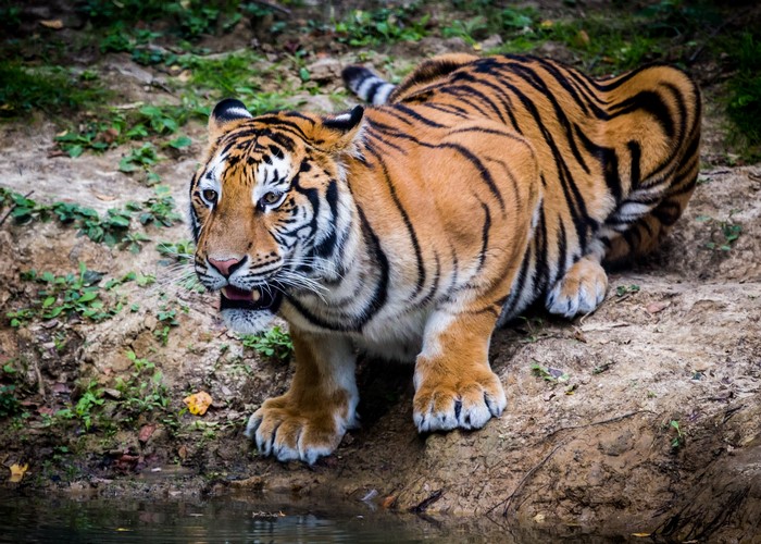 Tiger drinking water from a stream