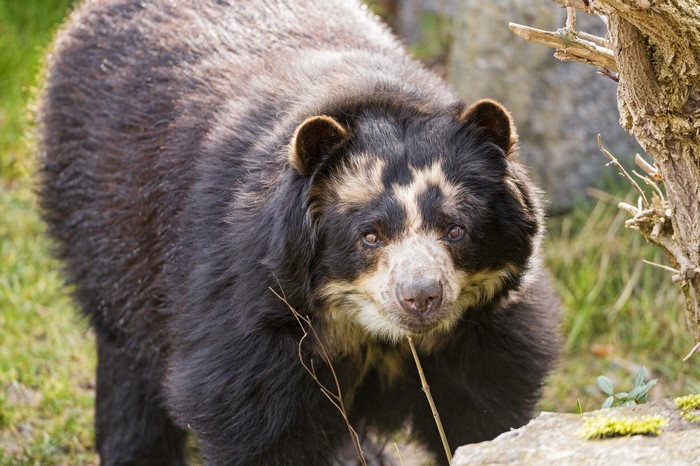 Spectacled bear in a grassy area
