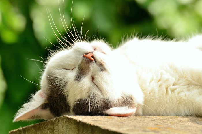Cat sleeping on a wooden surface