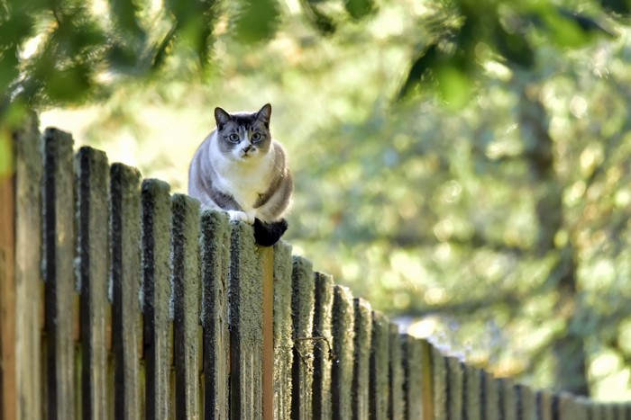 A cat sitting on a wooden fence