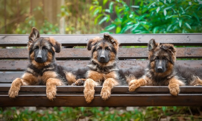 Three German Shepherd puppies on a wooden bench