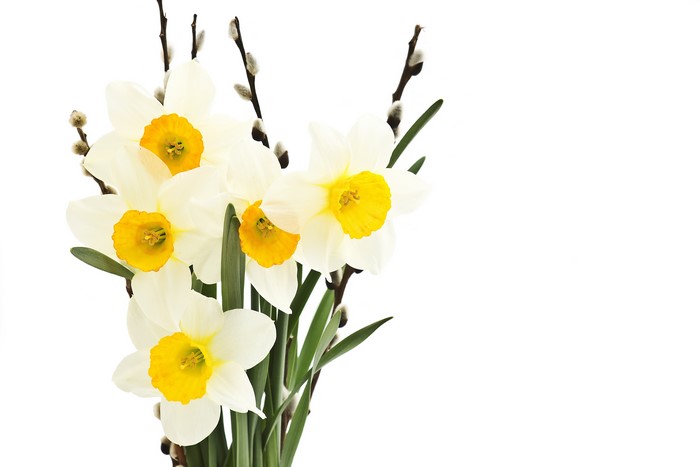 Daffodils and Pussy Willow Branches