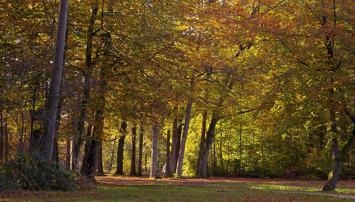 Autumn forest in Baarn, Netherlands