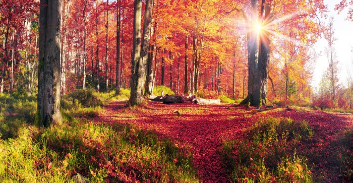 Autumn forest in Carpathians, Ukraine with sun rays