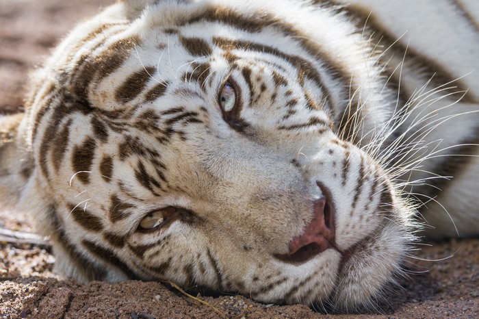 White Tiger Lying Down
