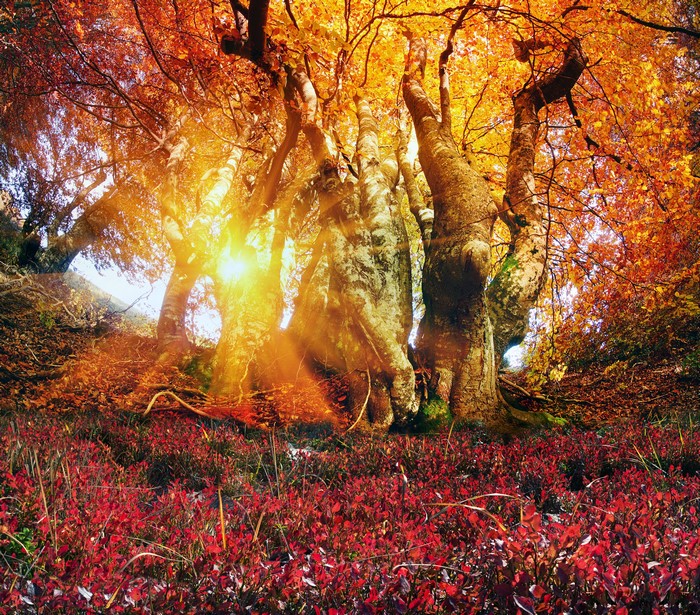 Sunlight filtering through autumn trees in the Carpathians