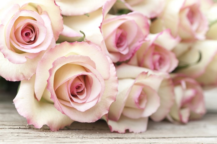 Close-up of Pink and White Roses