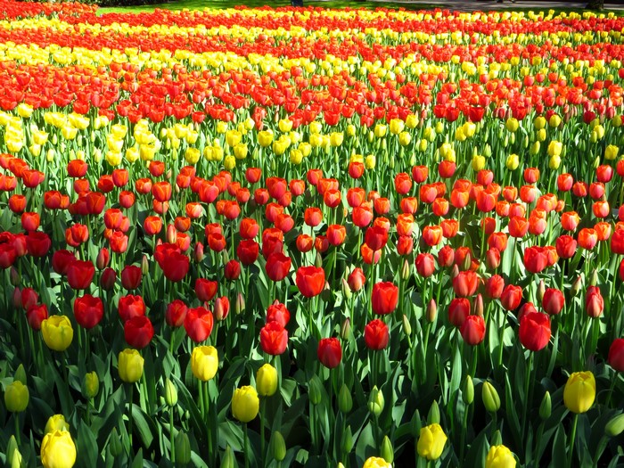 Field of Red and Yellow Tulips