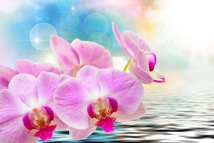 Pink orchids reflected in water