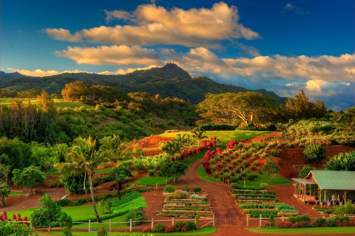 Kauai Hawaii Mountains and Fields at Sunset