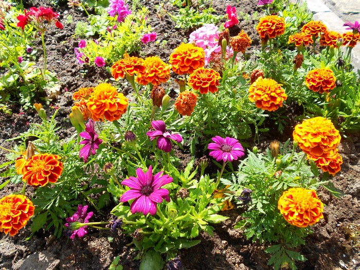 Orange Marigolds and Purple Flowers in a Garden