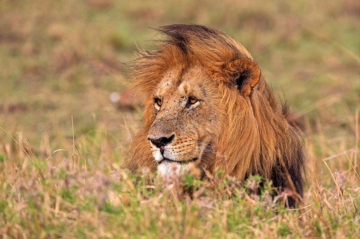 Lion with mane in tall grass