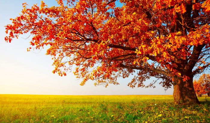 Autumn tree with orange leaves in a field