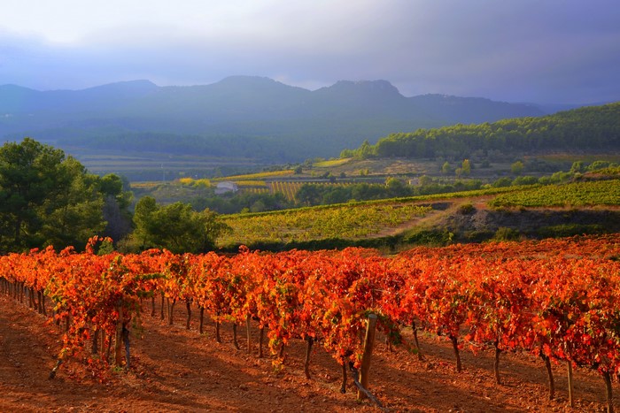 Vineyard in Catalonia, Spain during Autumn