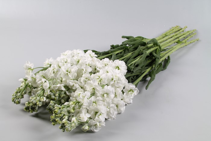 White Matthiola flowers