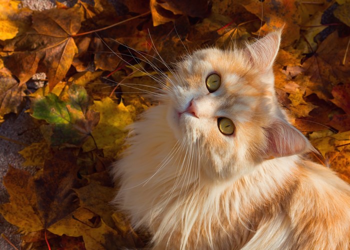 Ginger Cat Lying on Autumn Leaves