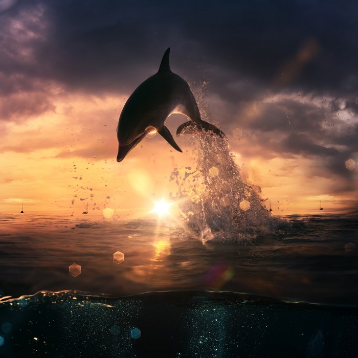 Dolphin jumping out of the ocean at sunset