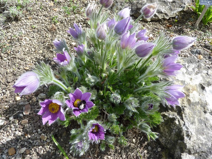 Purple Pulsatilla flowers with a bee