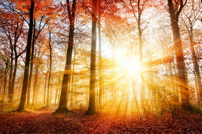 Autumn forest with sun rays