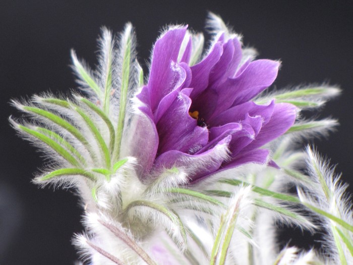 Purple Pulsatilla flower with fuzzy green leaves
