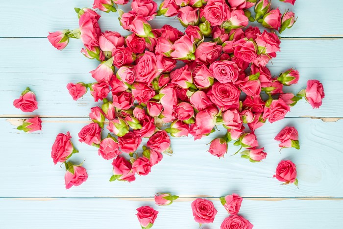 4K Pink Rose Buds Cluster on Light Blue Wood