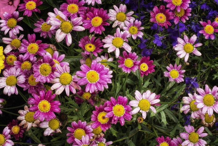 4K Chrysanthemums Closeup
