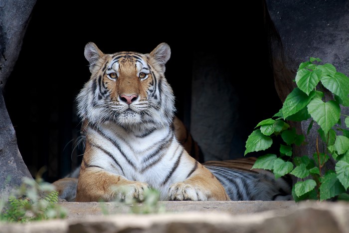Tiger in a cave entrance