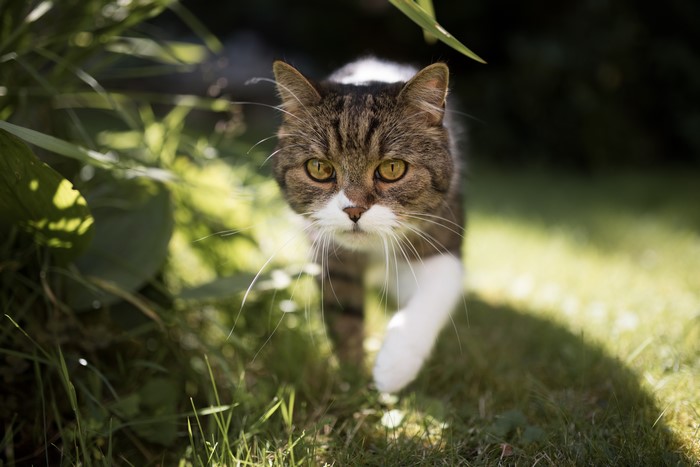 Tabby cat walking on grass